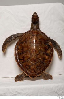 Turtle 8 whole body 0010.jpg